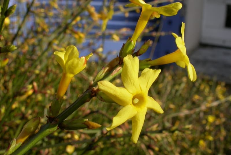 Yellow winter jasmine flowers on green stems