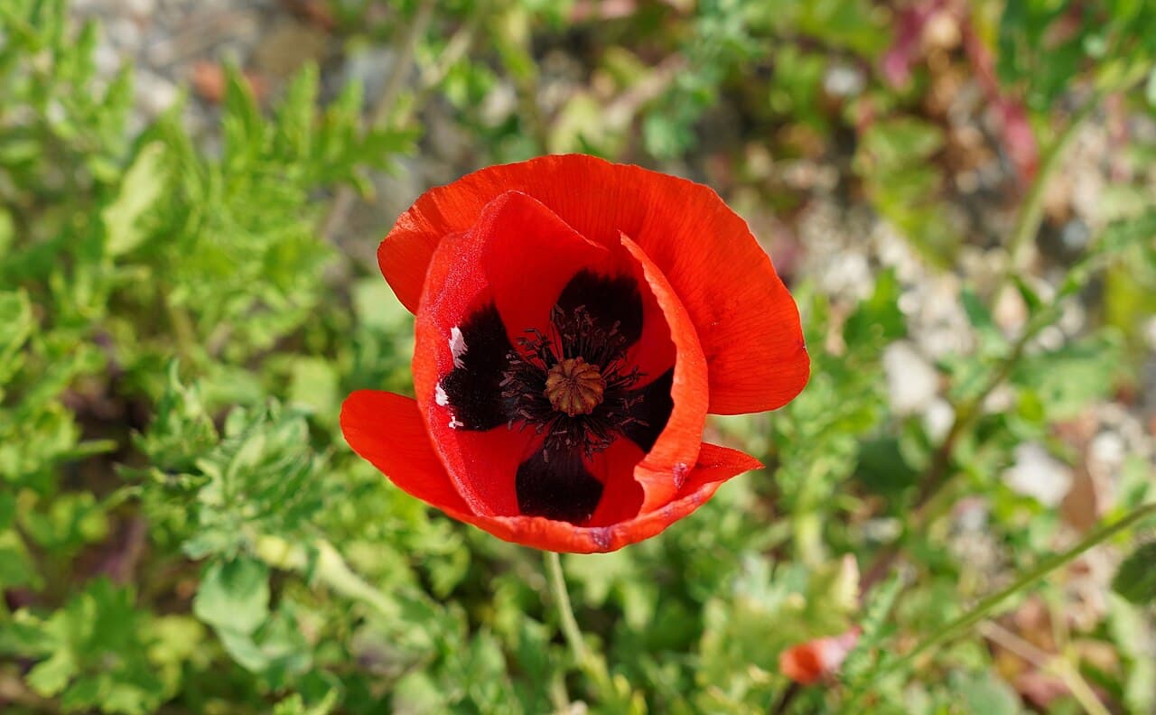 Large crinkled orange poppy flower