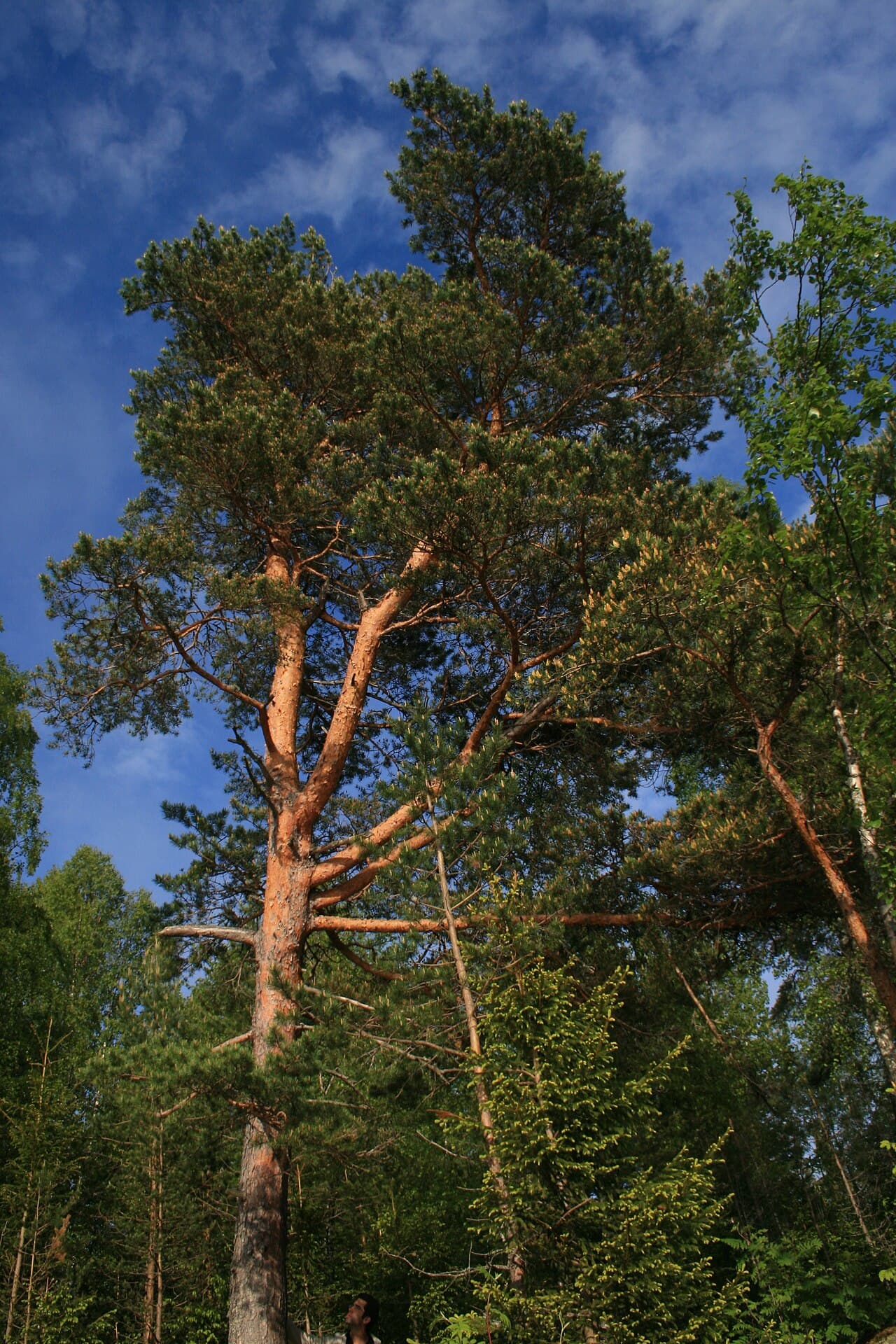 Orange upper bark of Scots pine