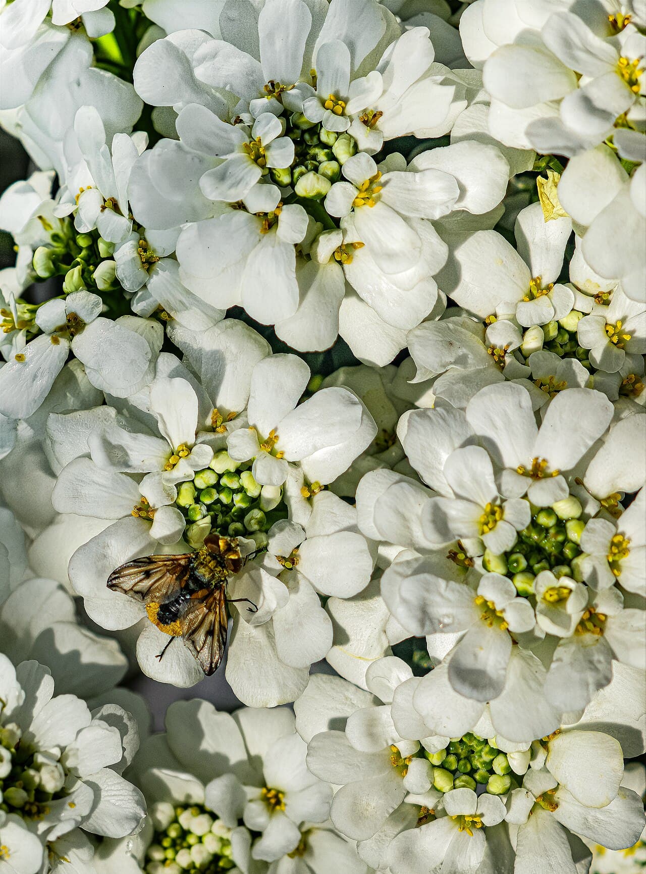 White candytuft flowers on evergreen mound