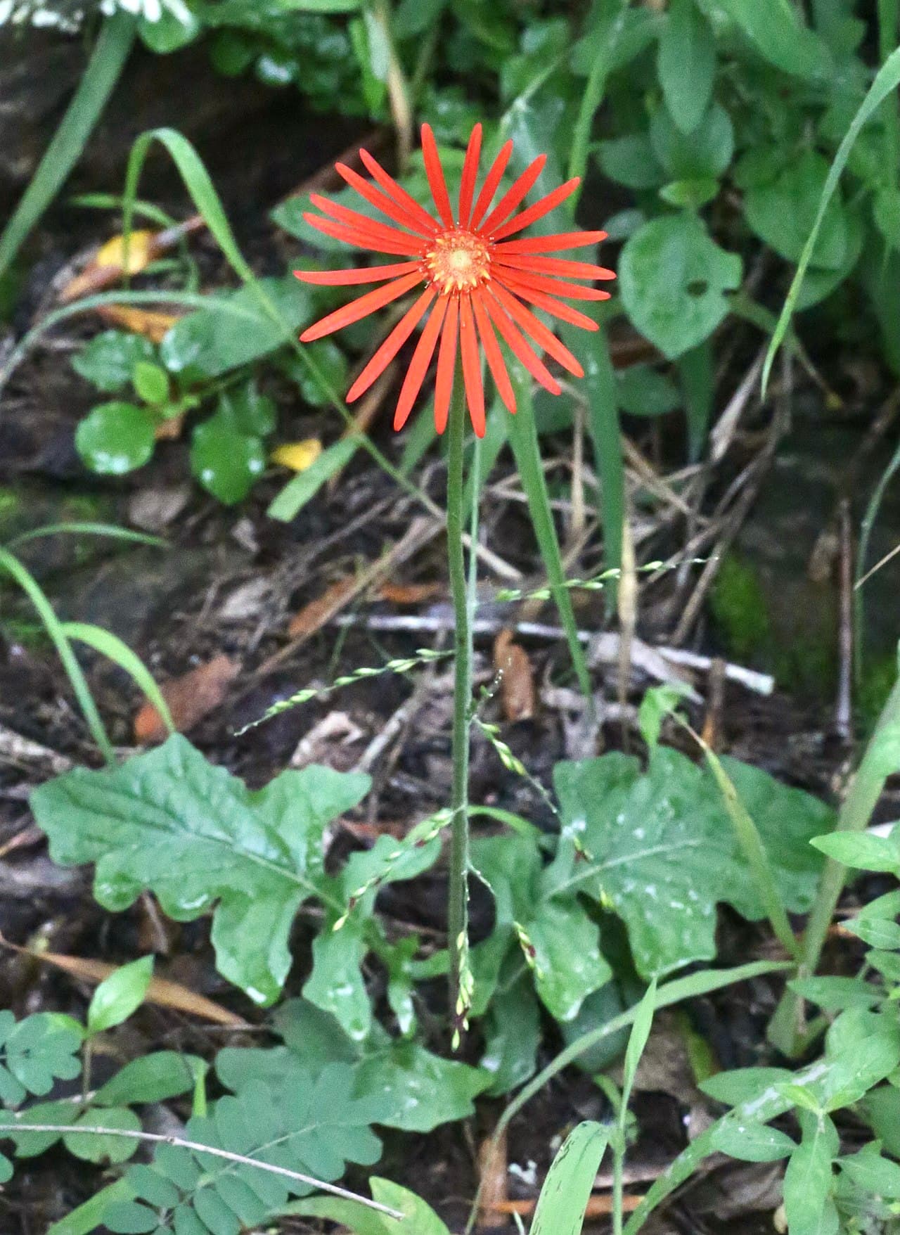 Bright orange gerbera daisy