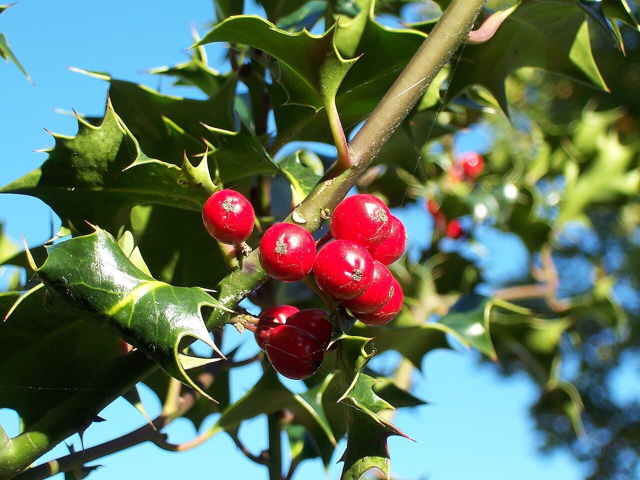 Spiny holly foliage with berries
