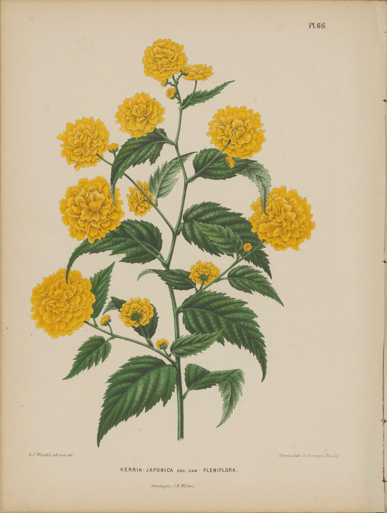 Botanical illustration of Kerria japonica