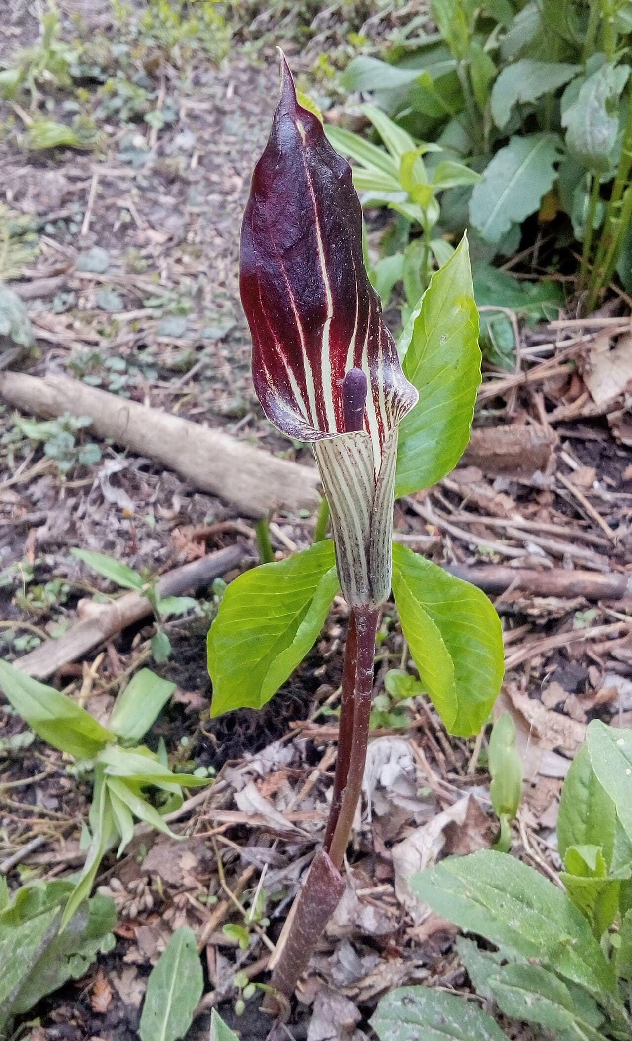 Hooded flower of jack-in-the-pulpit