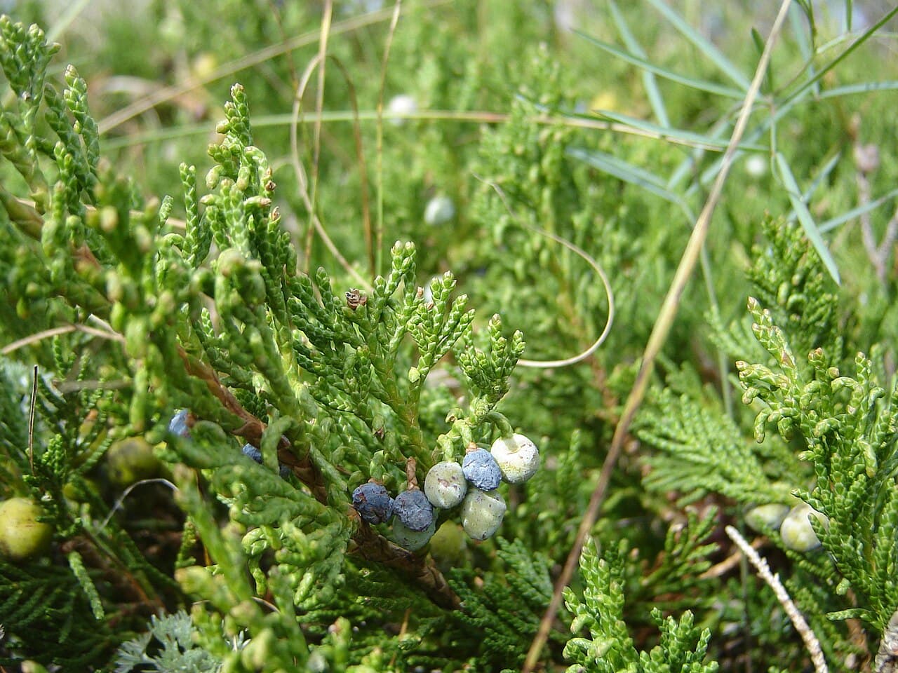 Creeping juniper foliage and berries