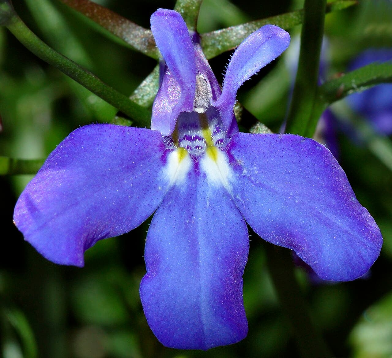 Intense blue trailing lobelia flowers