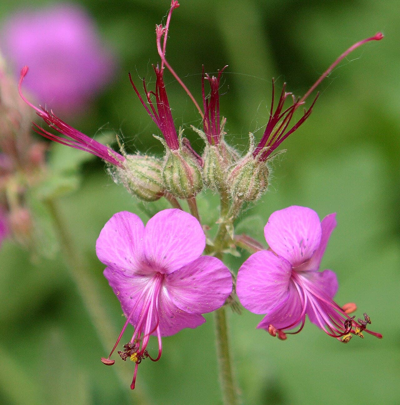 Pink flowers and aromatic lobed leaves of bigroot geranium