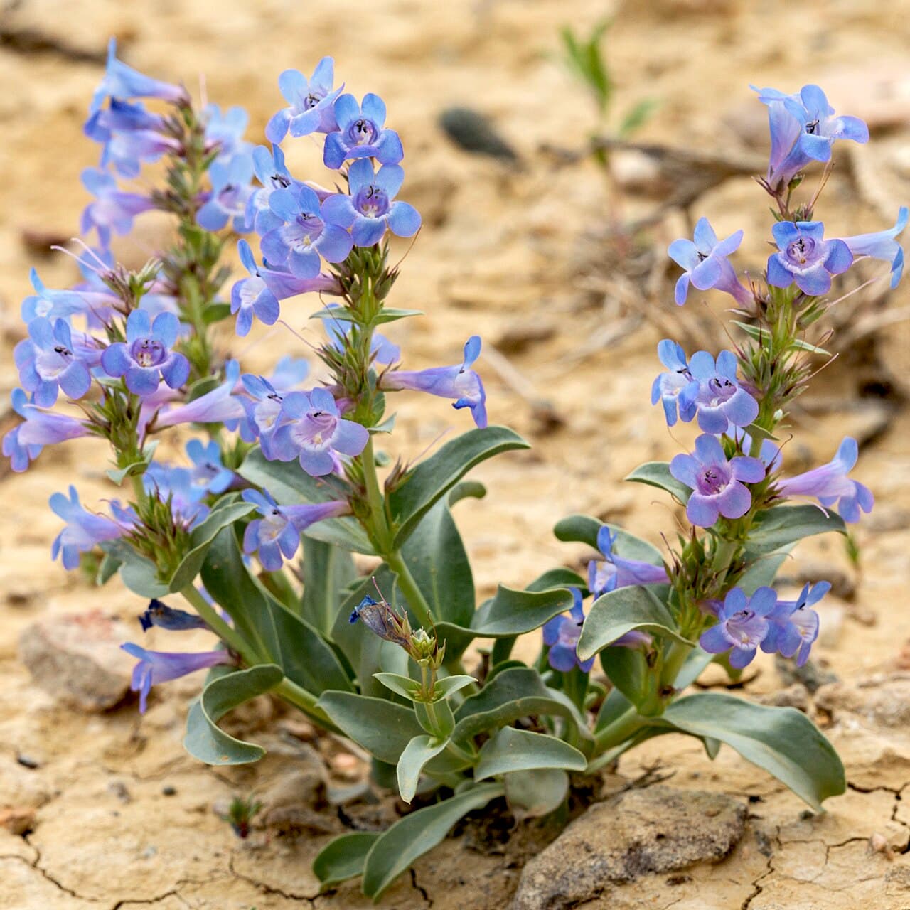 Blue penstemon flower spike