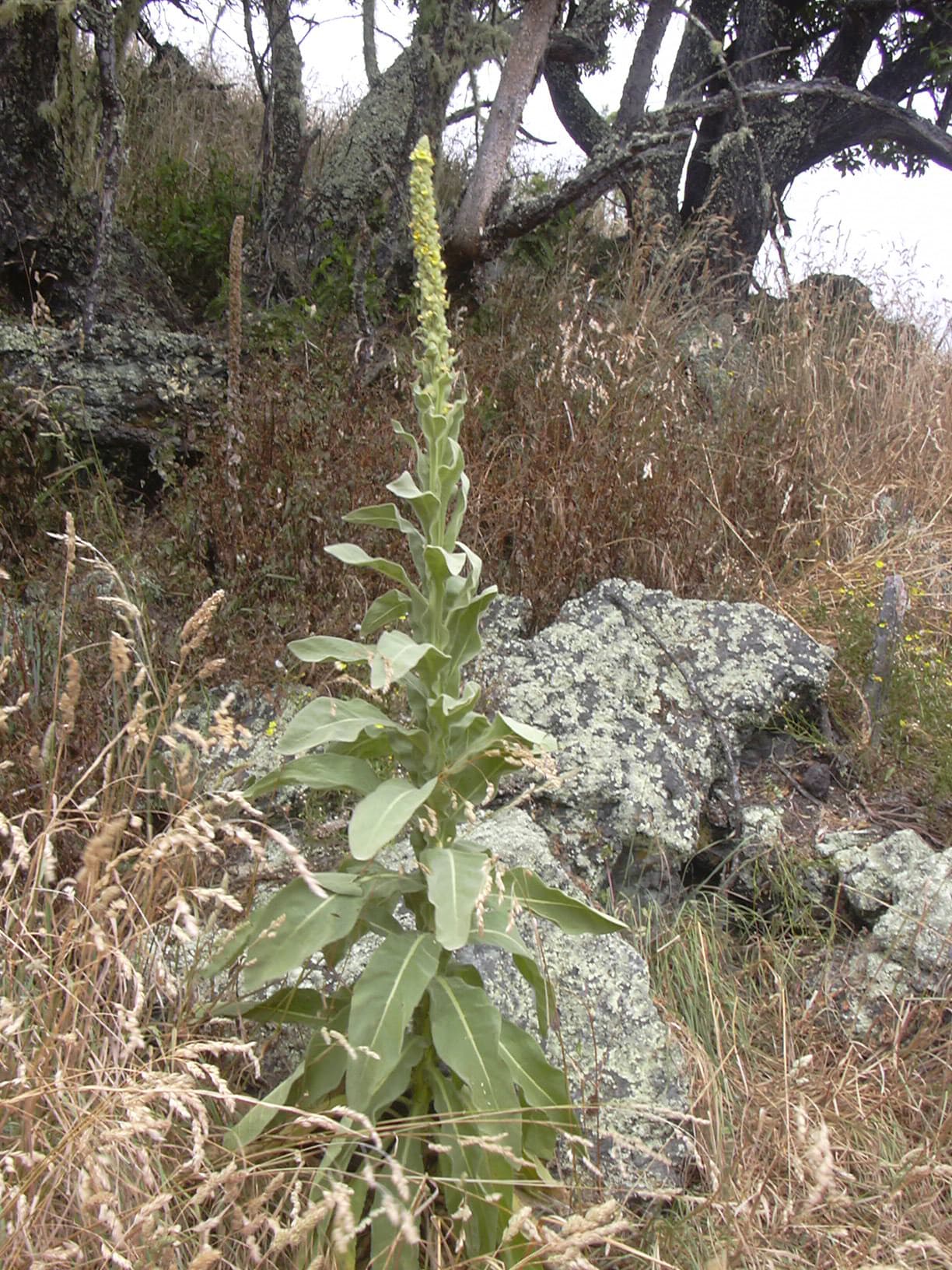 Tall yellow flower spike of mullein