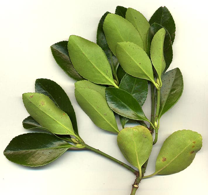 Glossy variegated euonymus foliage