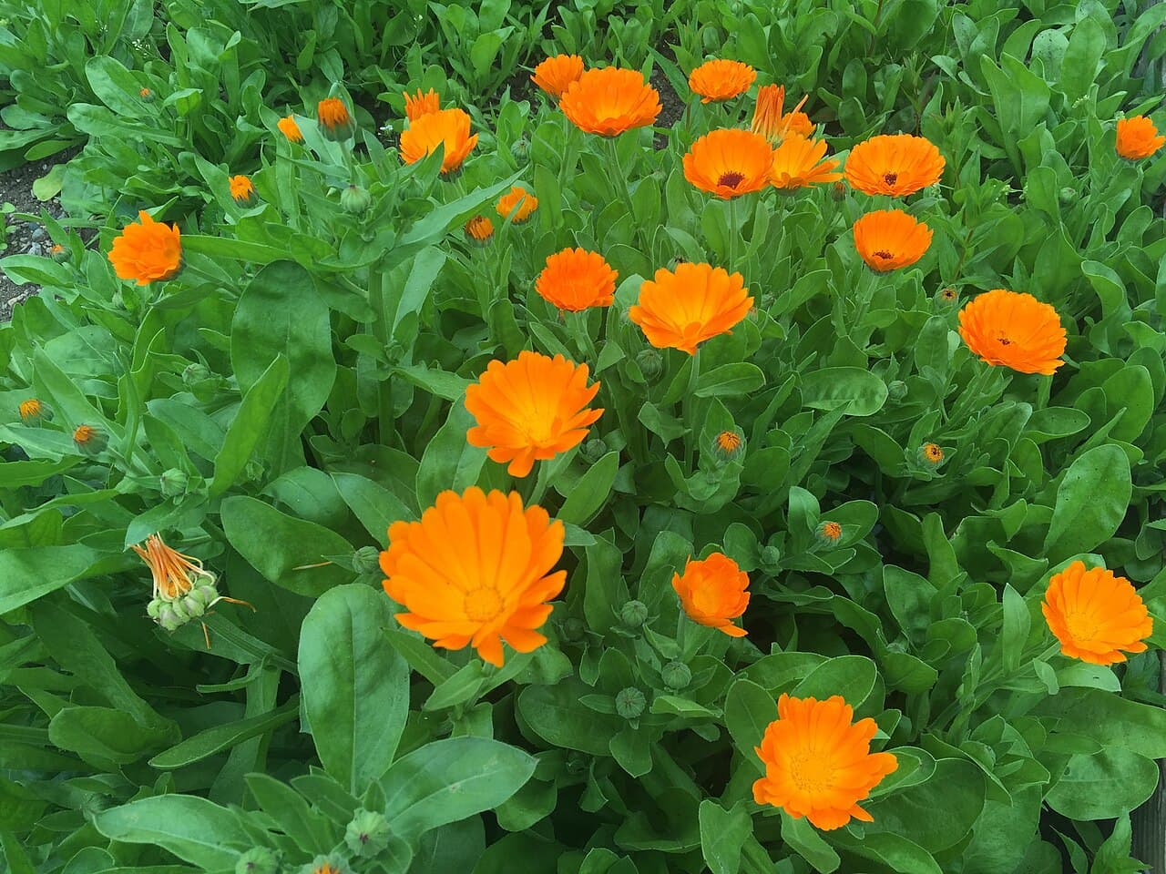 Orange calendula flower