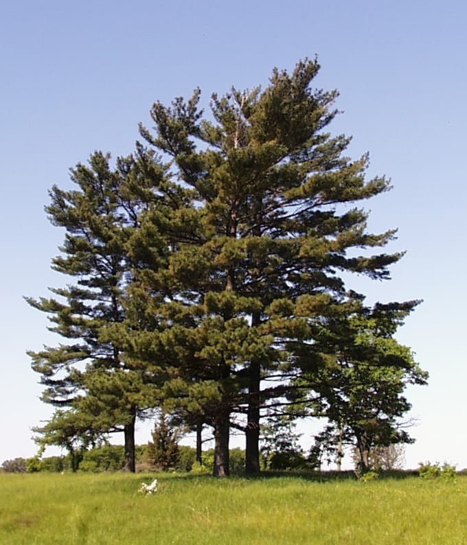 Soft needled eastern white pine