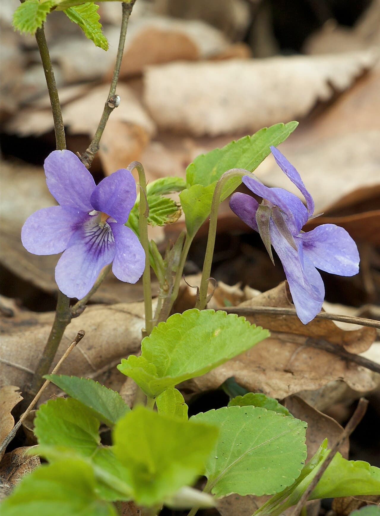 Small purple violet flower