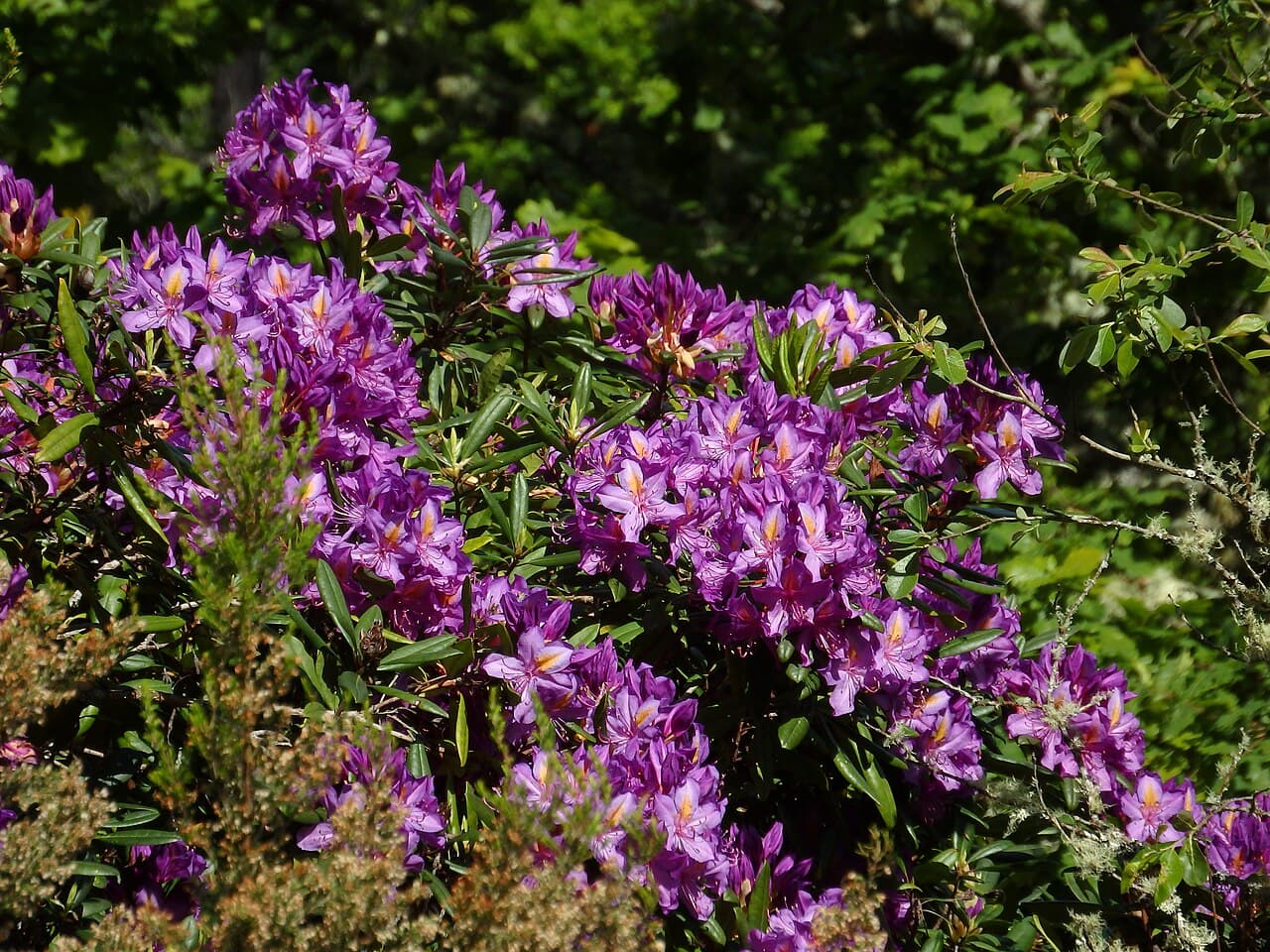 Purple rhododendron flower trusses