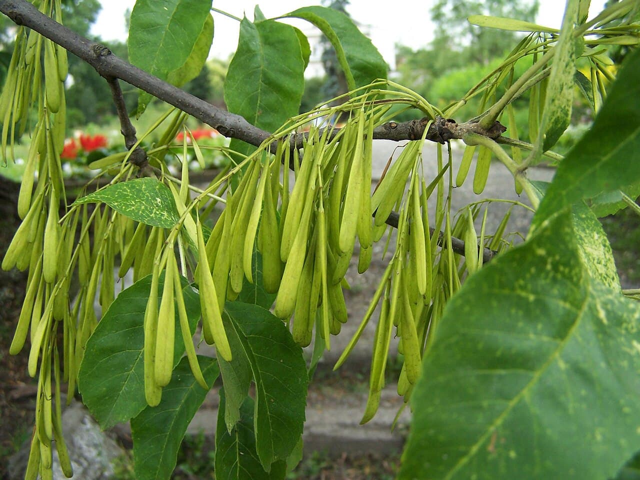 Green ash foliage