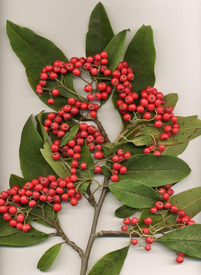 Cotoneaster branch with dense red berries
