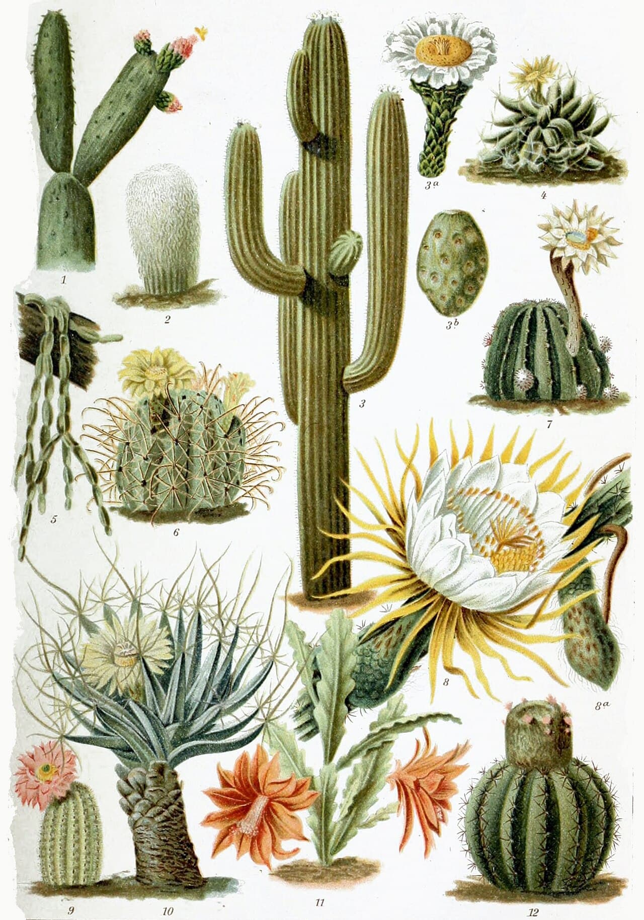 Plate showing several cactus species