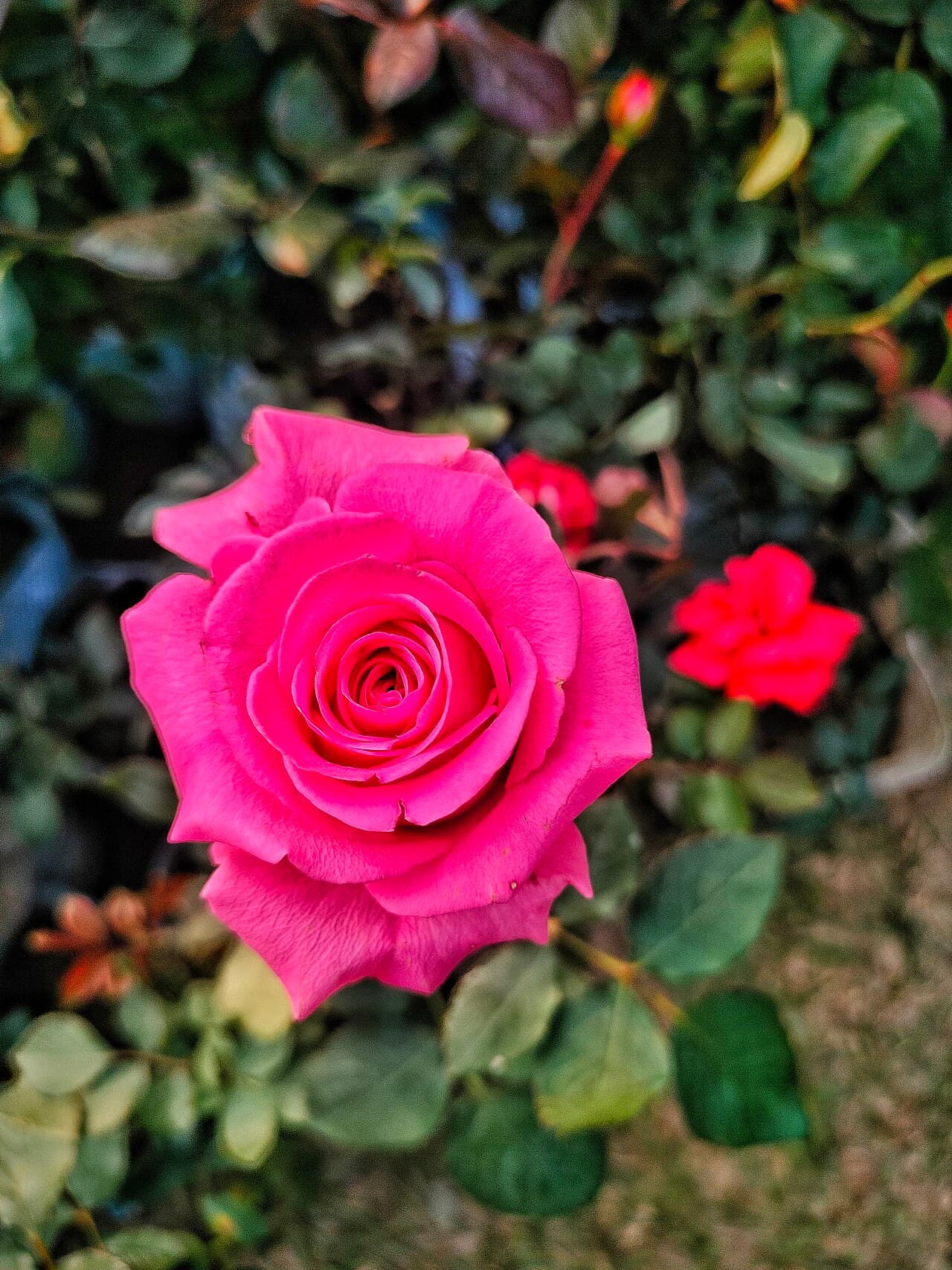 Classic high-centred hybrid tea rose