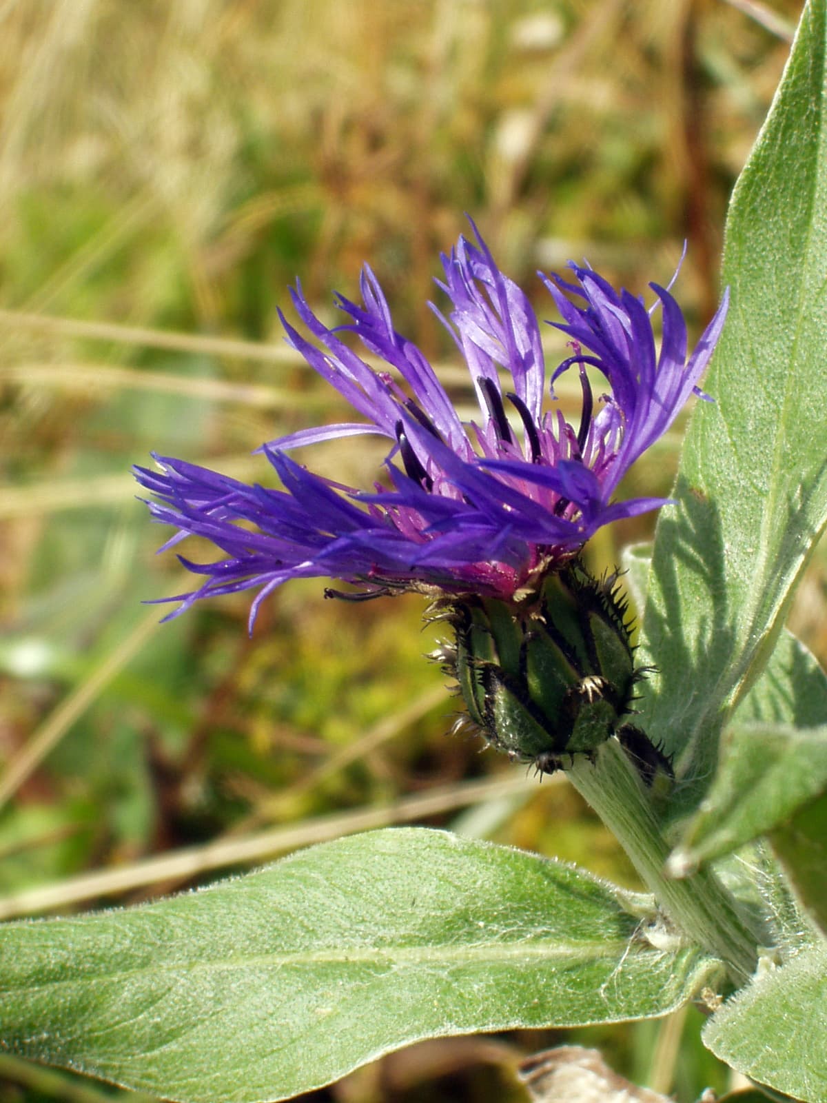 Spidery blue mountain bluet flower