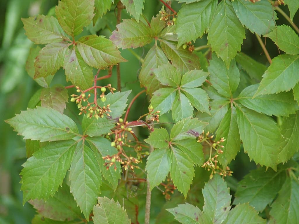 Five-lobed Virginia creeper leaves in red autumn colour