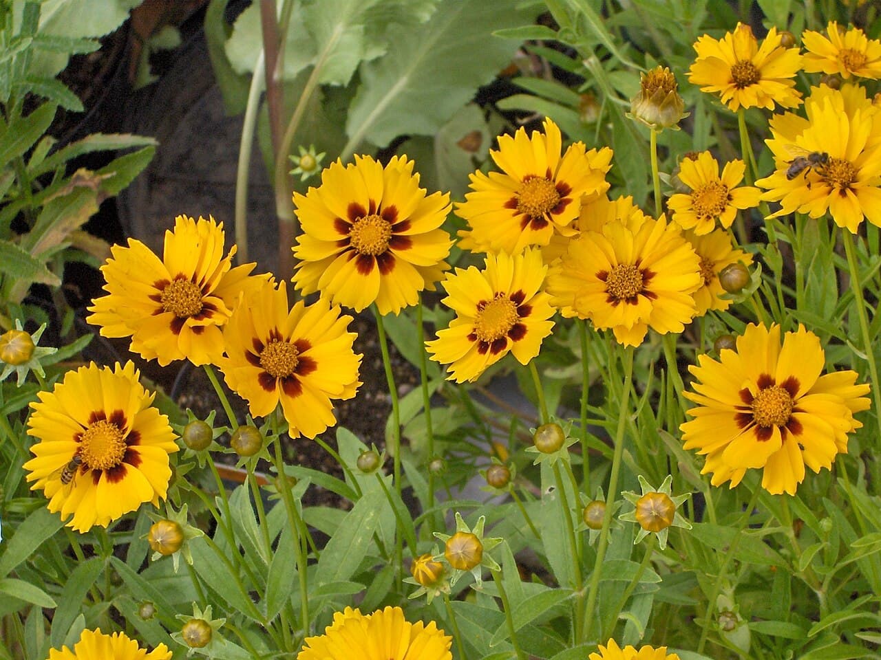 Yellow lance-leaved coreopsis flowers