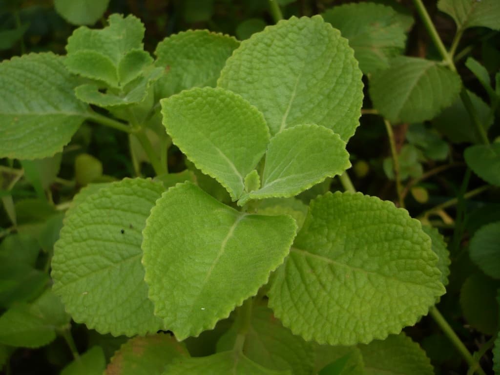 Patterned coleus foliage