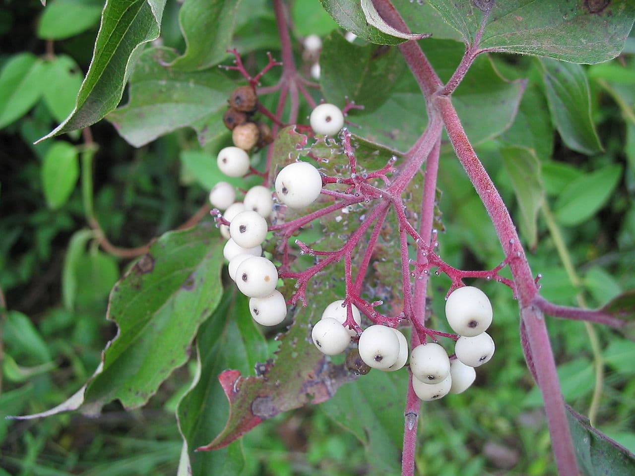 White berries on red stalks of gray dogwood