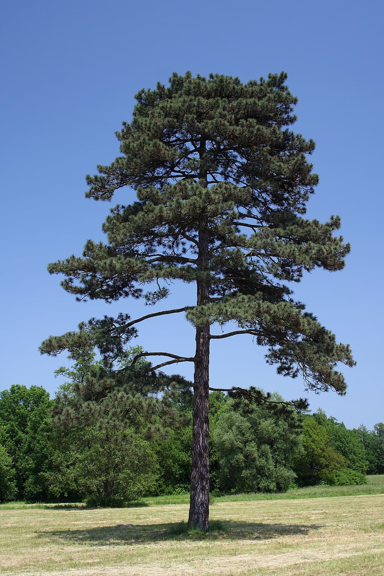 Dark stiff needles of Austrian pine