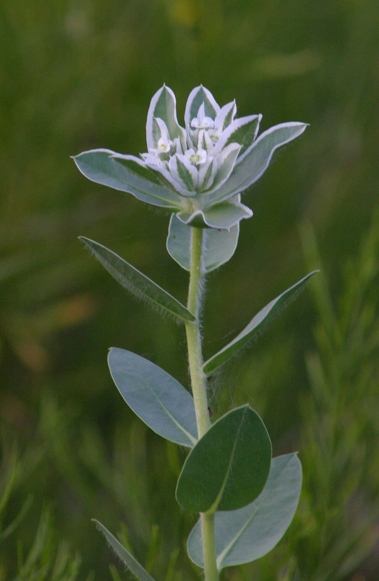 White-margined foliage of snow-on-the-mountain