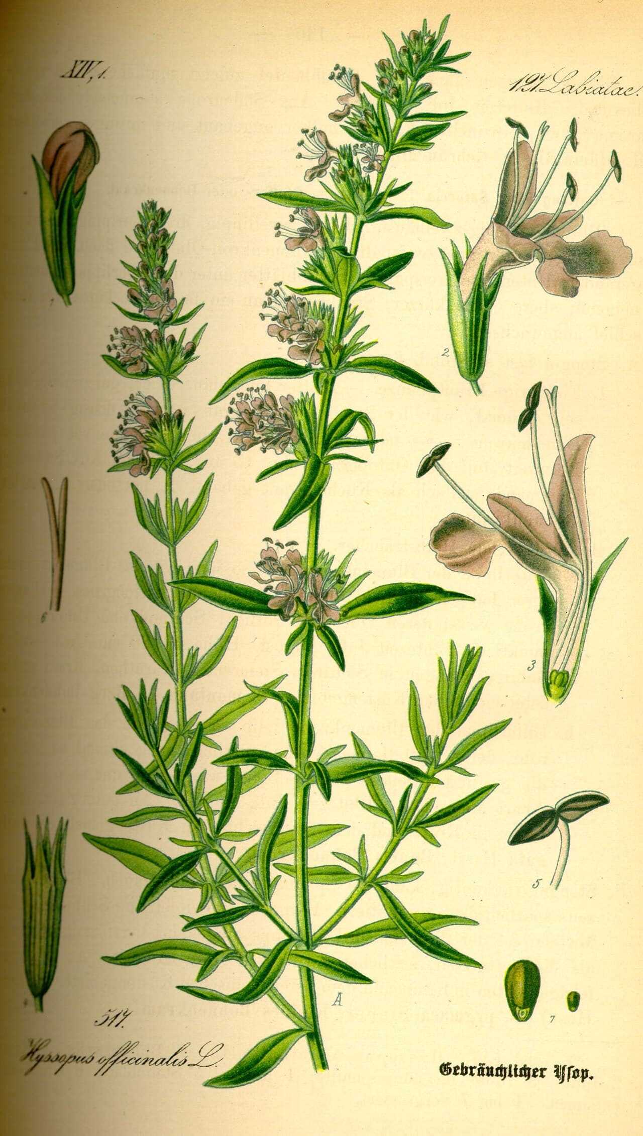 Botanical illustration of hyssop