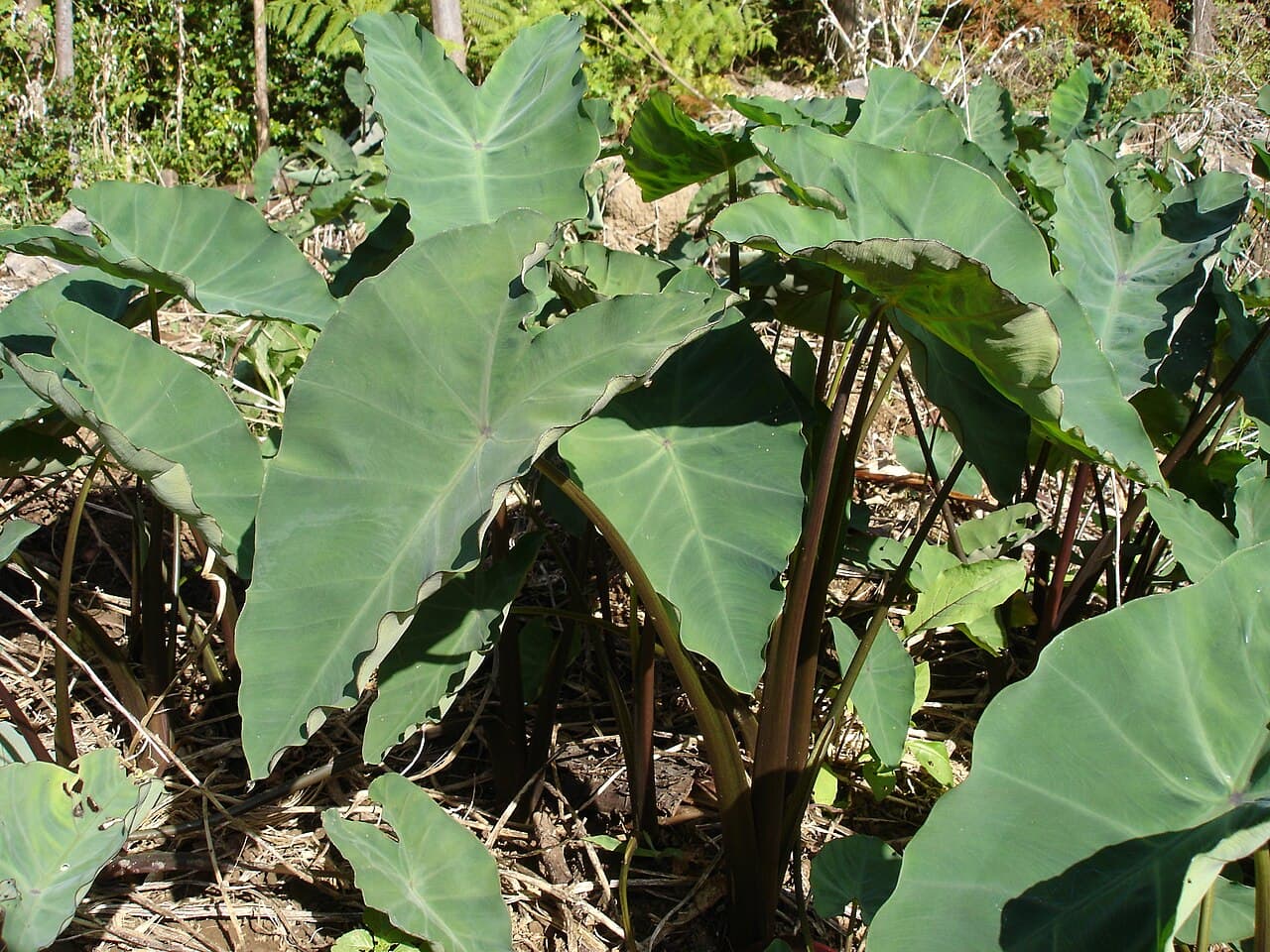 Enormous leaves of elephant ear