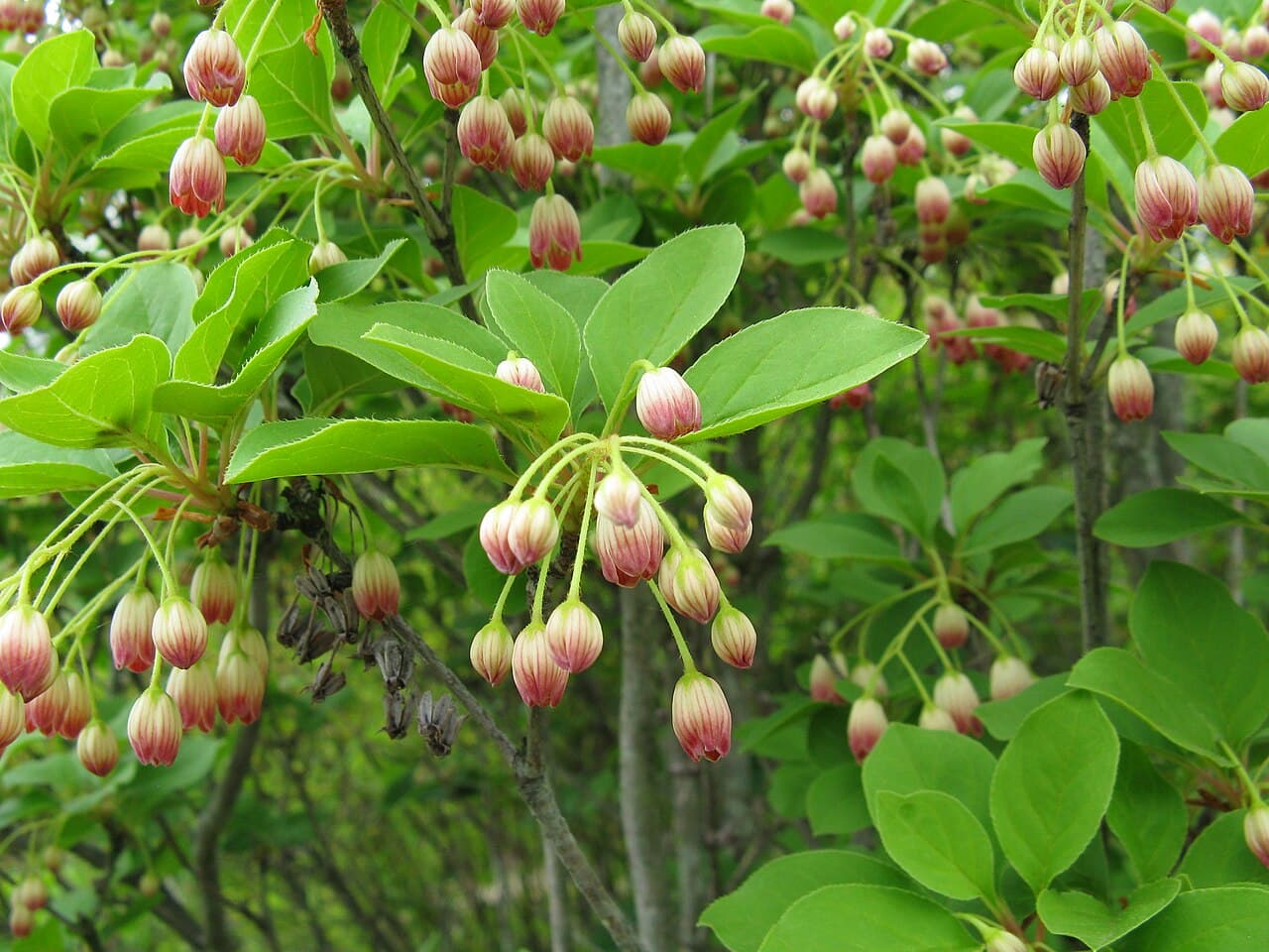 Small veined bell flowers of enkianthus