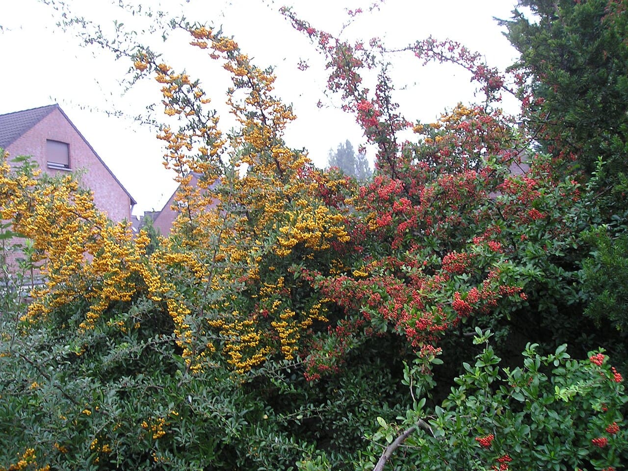 Orange berries and thorny stems of firethorn