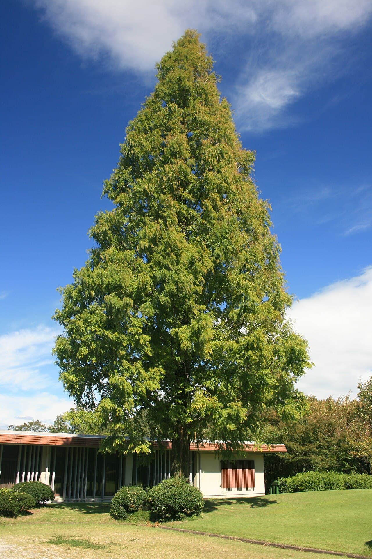 Tall conical dawn redwood