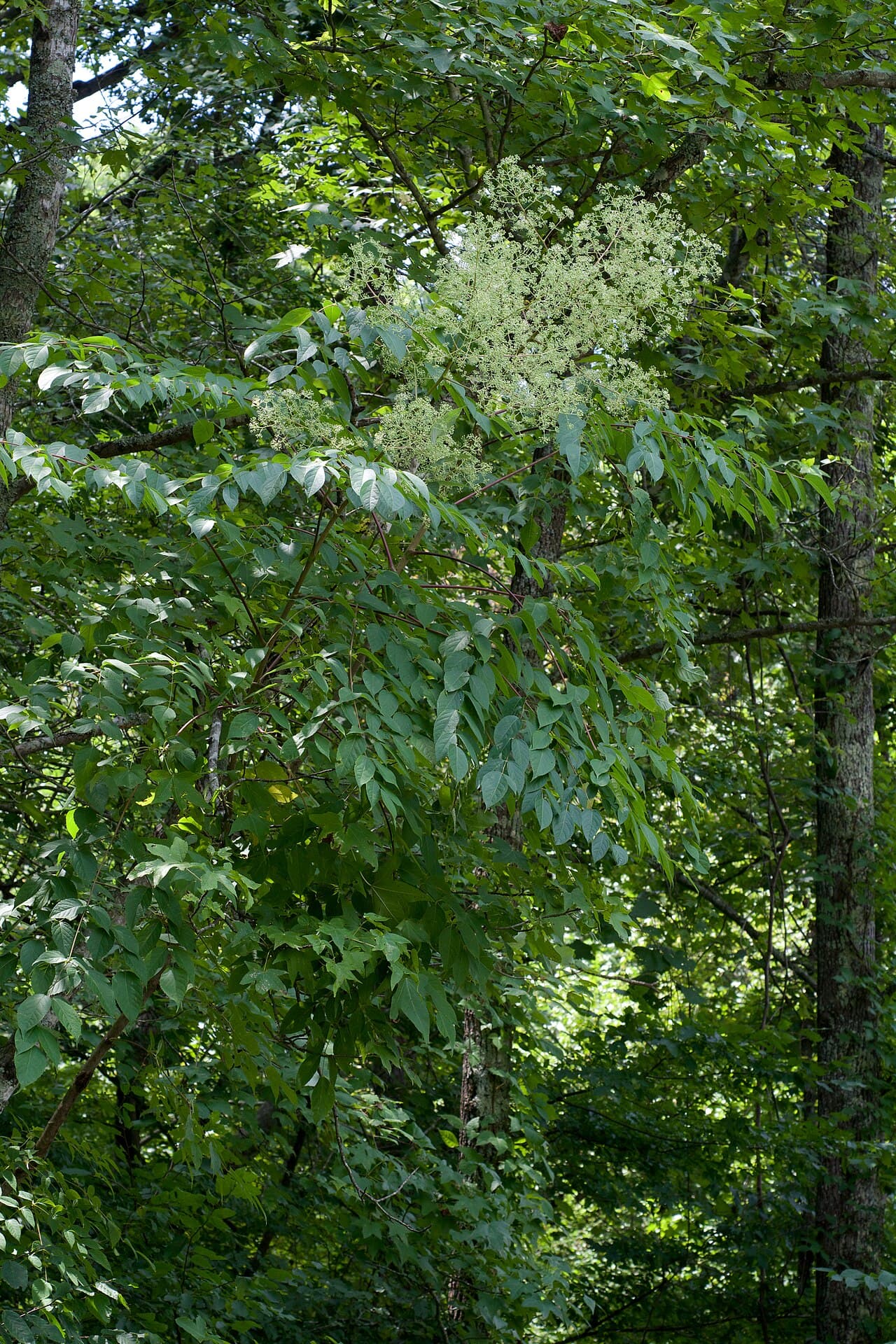 Spiny trunk and large compound leaves of Aralia spinosa