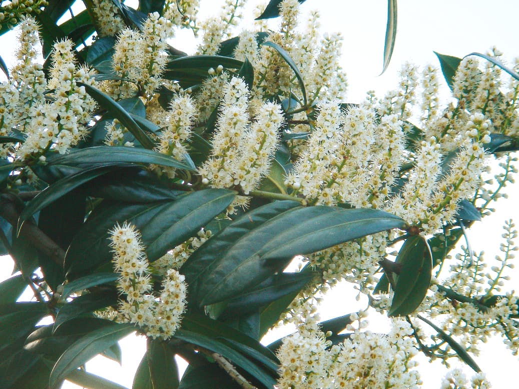 Glossy evergreen cherry laurel leaves