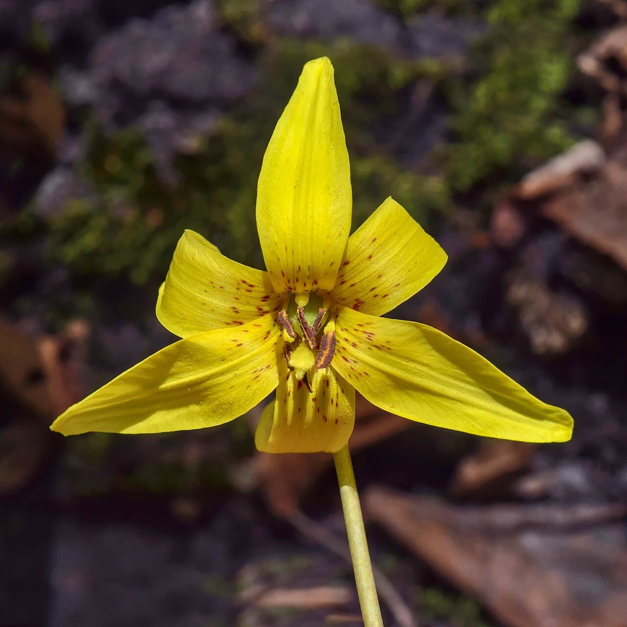 Nodding yellow trout lily flower with mottled leaves