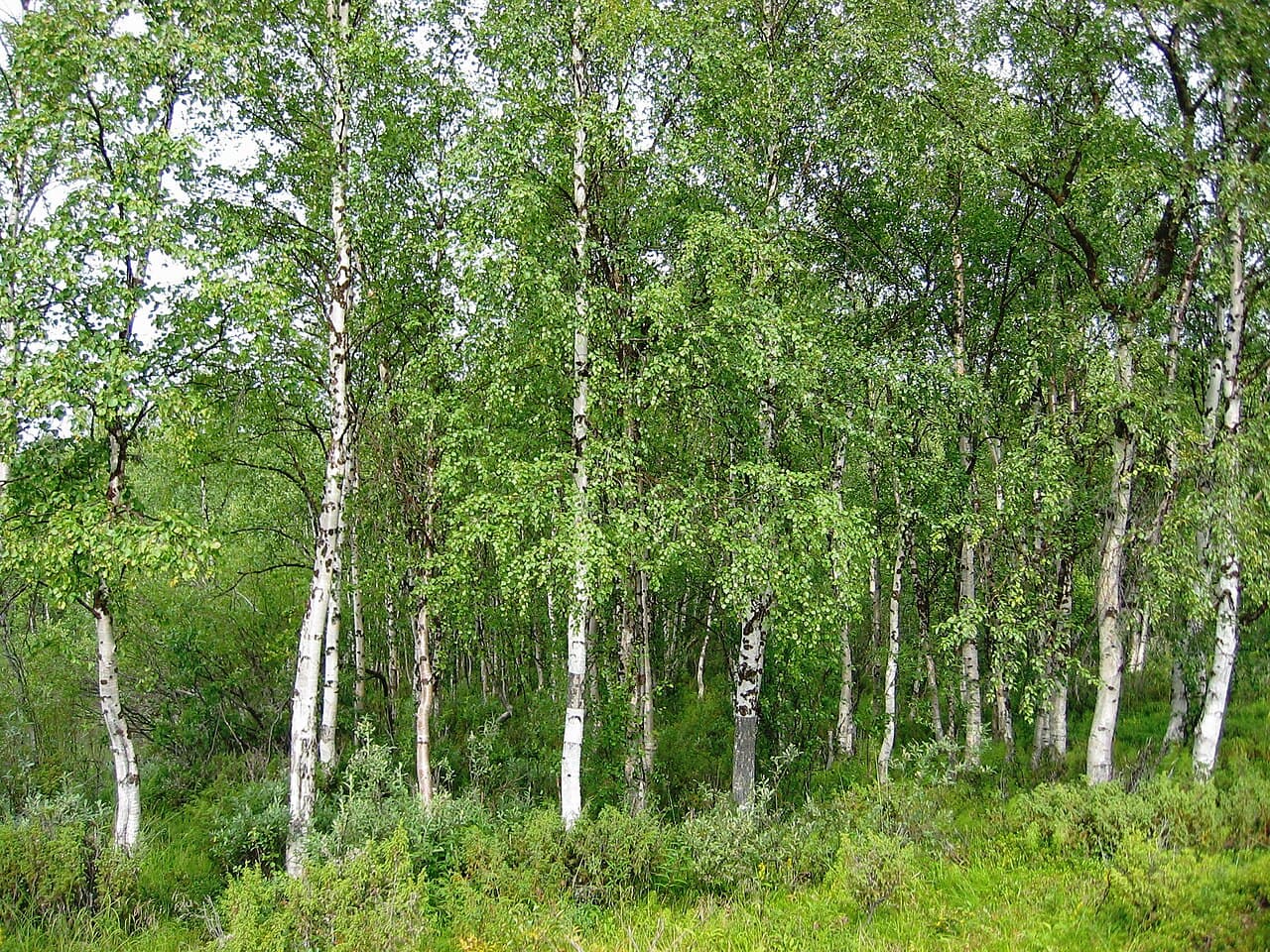 White trunk and weeping branches of silver birch