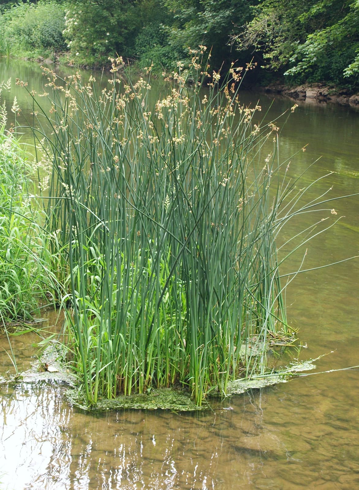 Tall round stems of bulrush at a water margin
