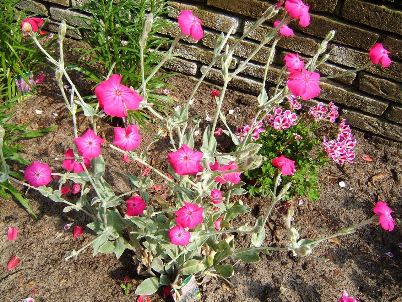 Magenta rose campion flowers over silver foliage
