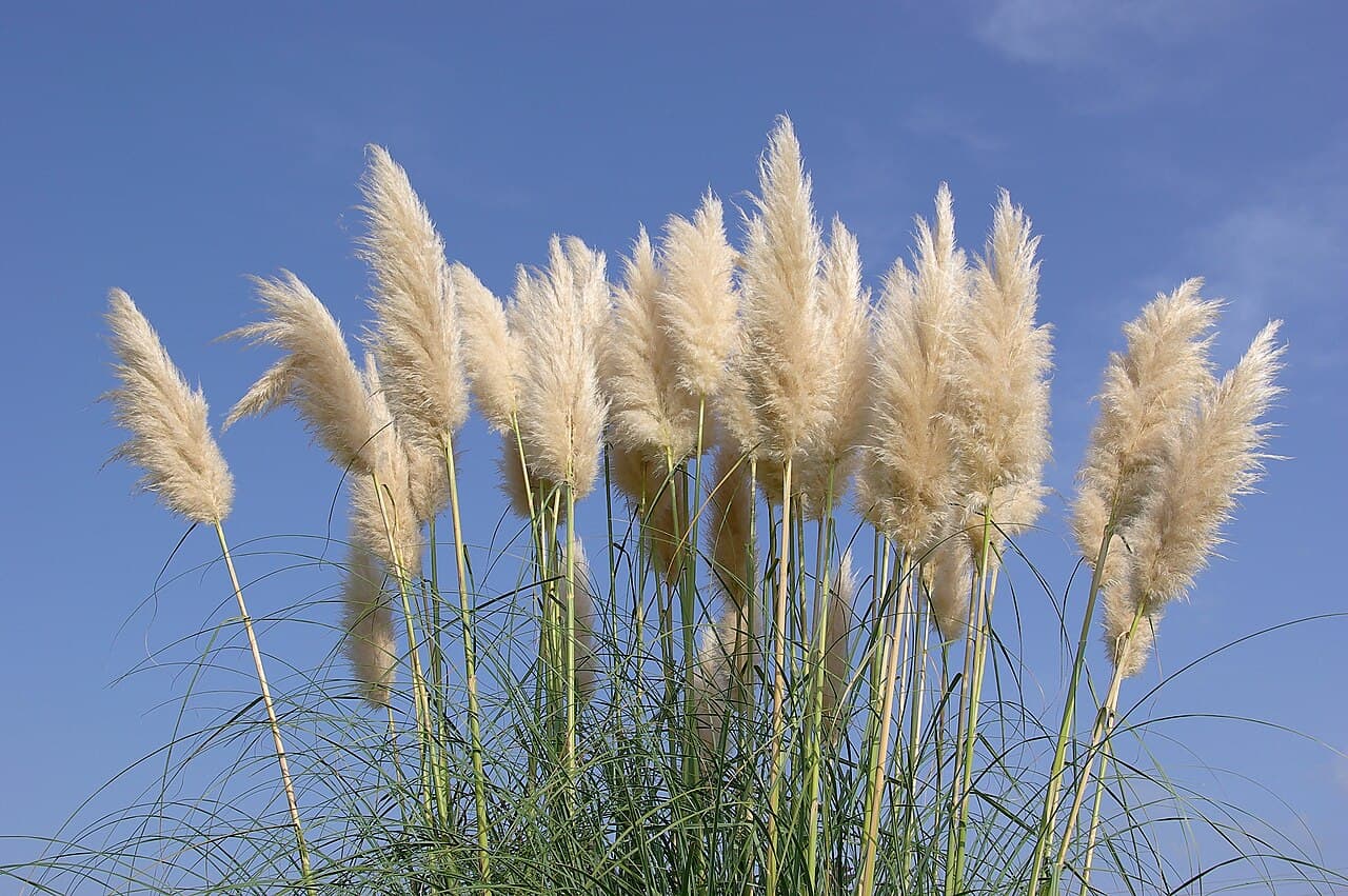 Tall white plumes of pampas grass